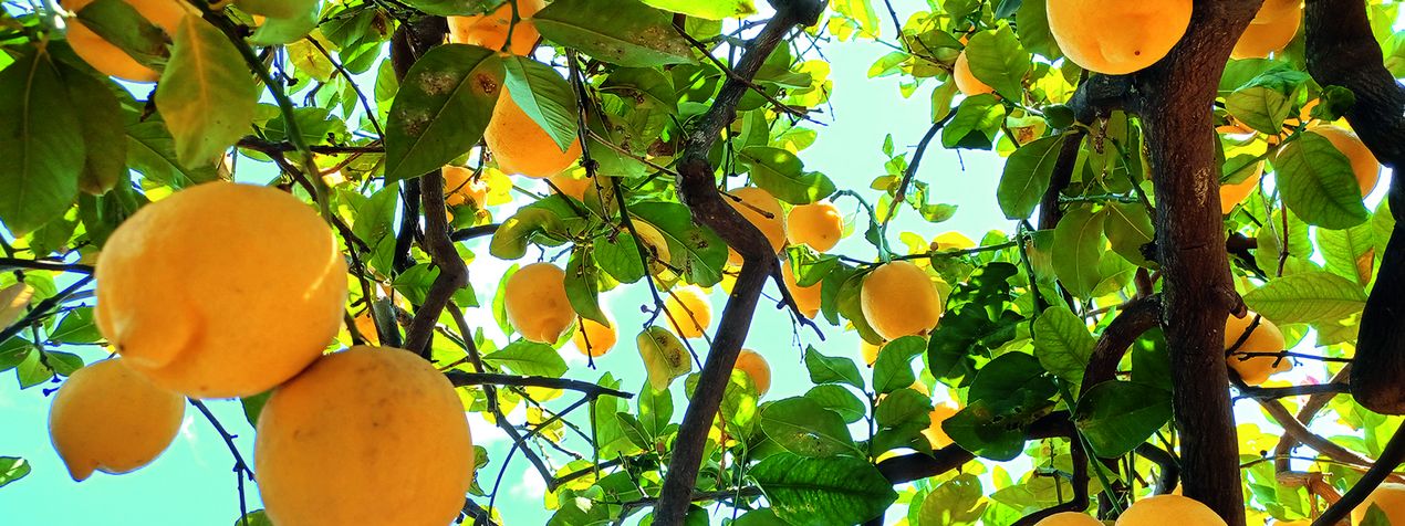 Zitronen am Baum