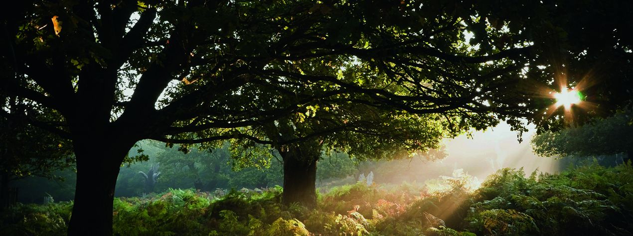 Lichtspiel durch Geäst