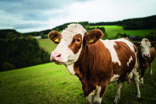 © Zotter Fleisch