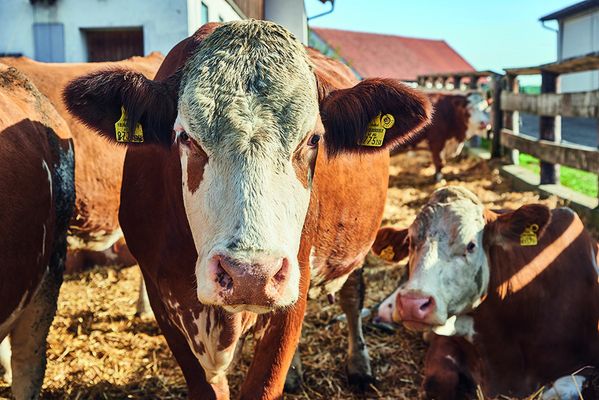 Die Milch für die Bauernkrapfen kommt von den eigenen Kühen