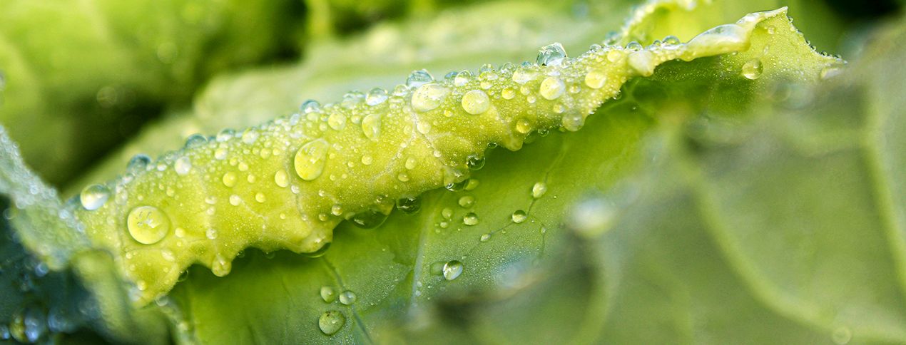 © Foto von Marina Smirnova auf unsplash grüner Salat