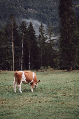 © Saurüsselalm - Aleksy Aleksjew