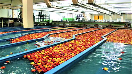 Sortieren und Waschen von Äpfeln