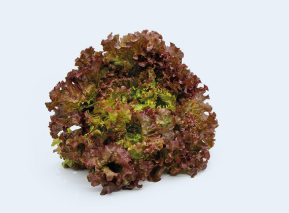 Artikelbild Lollo Rosso 32706