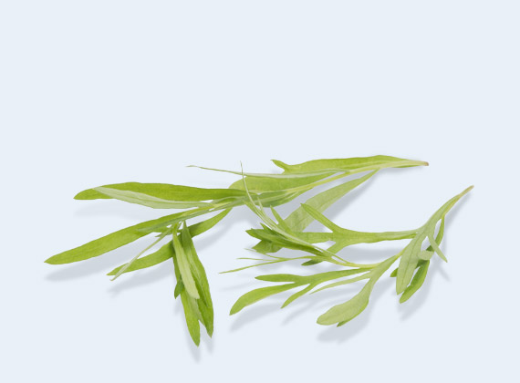 Artikelbild Estragon 33009