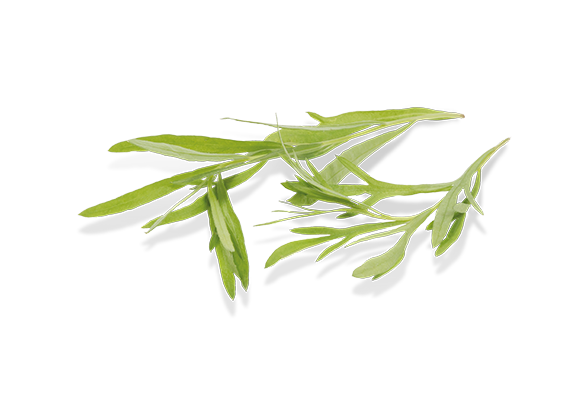 Artikelbild Estragon 33009