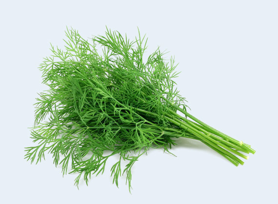 Artikelbild Dill 33018