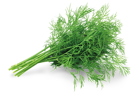 Artikelbild Dill 33018
