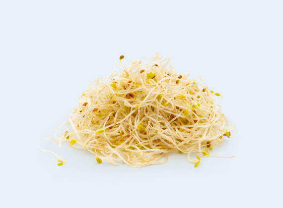 Artikelbild Bio Alfalfa Sprossen 33026