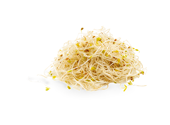 Artikelbild Bio Alfalfa Sprossen 33026