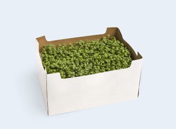 Artikelbild BIO Kresse 35200