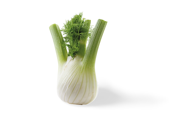 Artikelbild Fenchel 35532