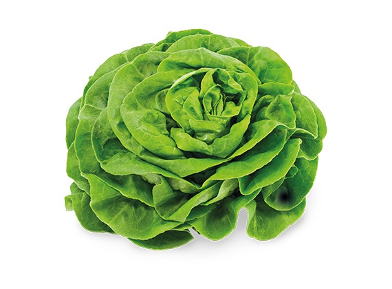 Artikelbild Bio Kopfsalat 35656