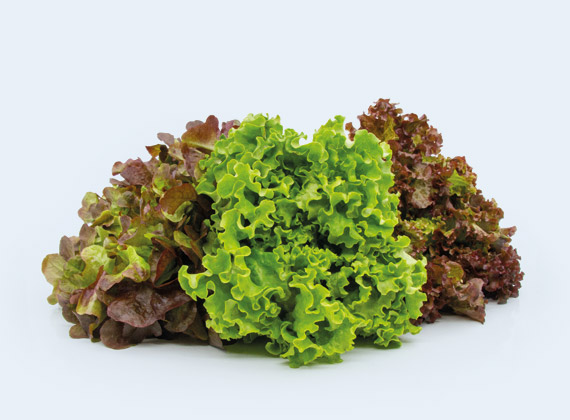 Artikelbild BIO Salat Mix 35657