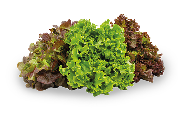Artikelbild Bio Salat Mix 35657
