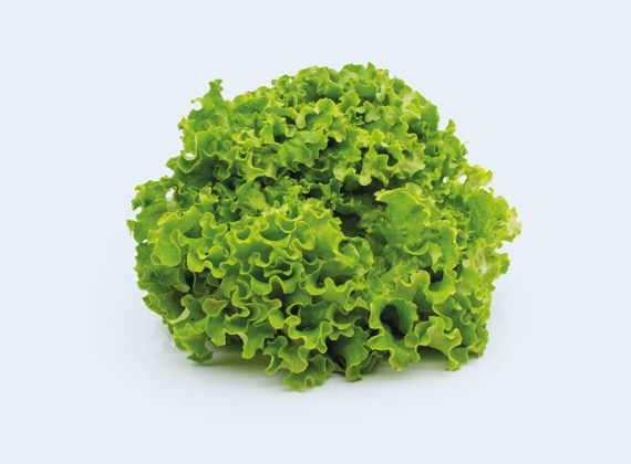 Artikelbild BIO Grazer Krauthäuptelsalat Batavia 35664