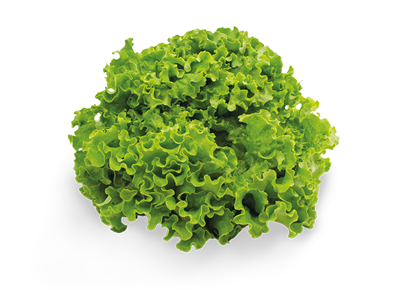Artikelbild Bio Grazer Krauthäuptelsalat Batavia 35664