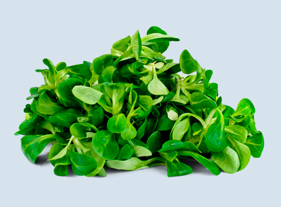Artikelbild Vogerlsalat 35700