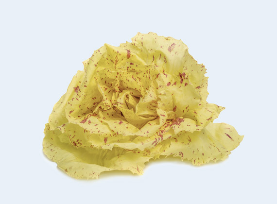Artikelbild Radicchio Variegato di Castelfranco 35712