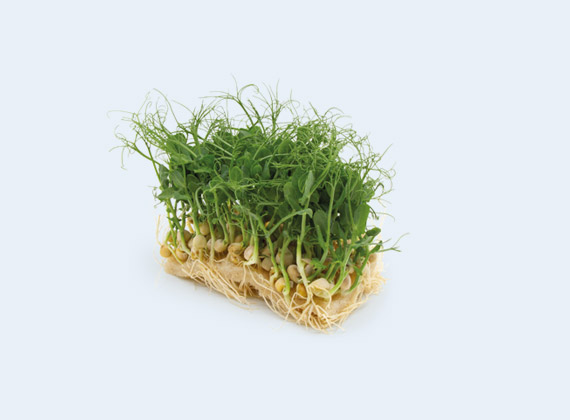 Artikelbild Bio Erbsen Kresse 35915