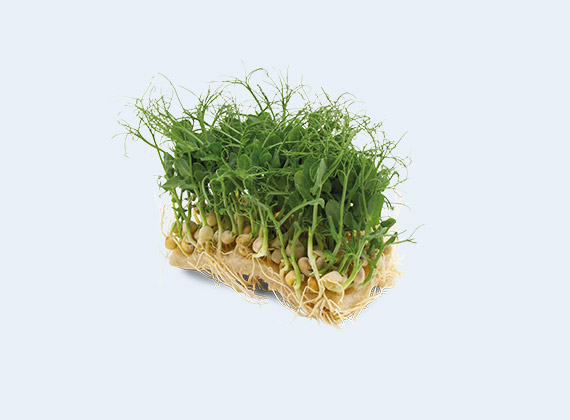 Artikelbild Erbsen Kresse 35930