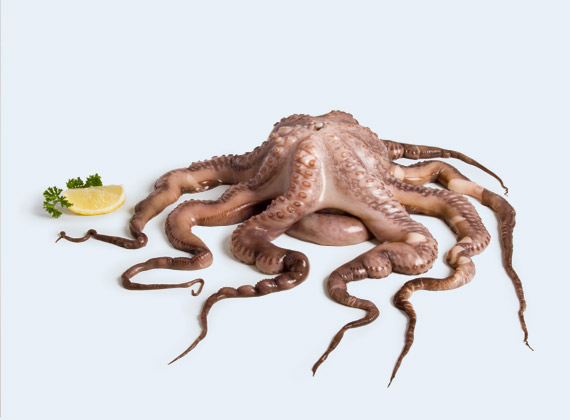 Artikelbild Oktopus 7142