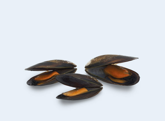 Artikelbild Riesen Miesmuscheln 7230