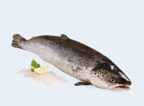 Artikelbild Lachs 7413