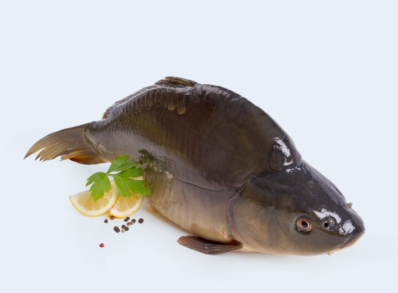Artikelbild Karpfen 7456