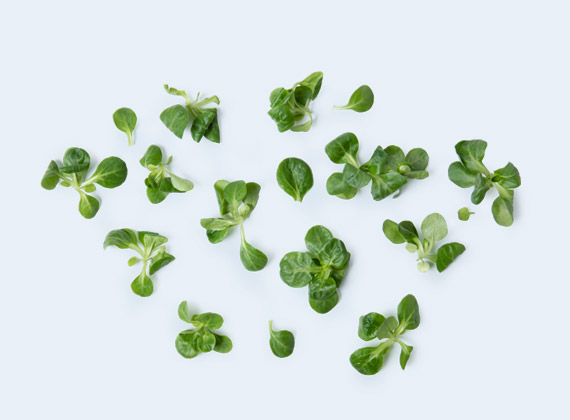 Artikelbild Vogerlsalat 7797