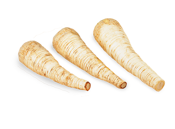 Artikelbild Petersilienwurzel 32519