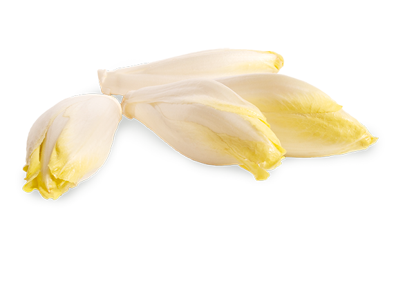 Artikelbild Chicorée 32709