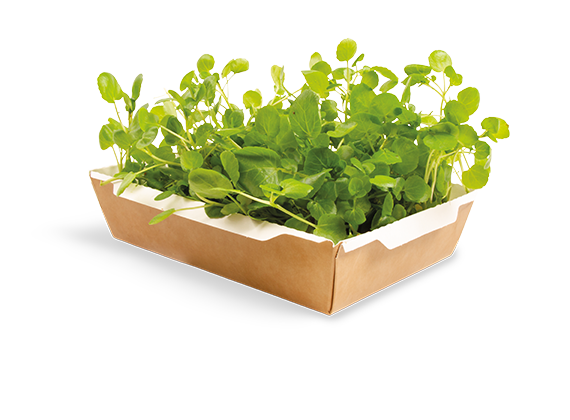 Artikelbild Brunnenkresse 33028