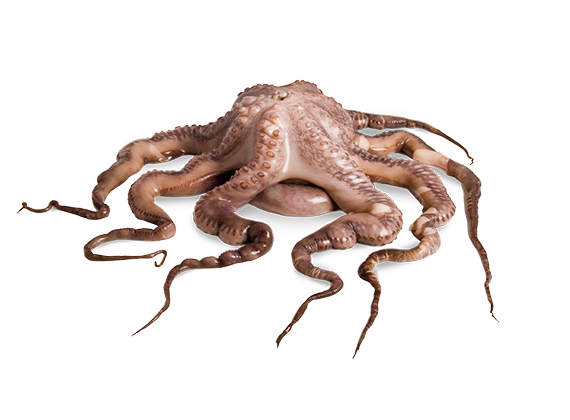 Artikelbild Oktopus 7142