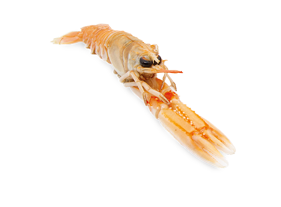 Artikelbild Kaisergranat 17/20 7144