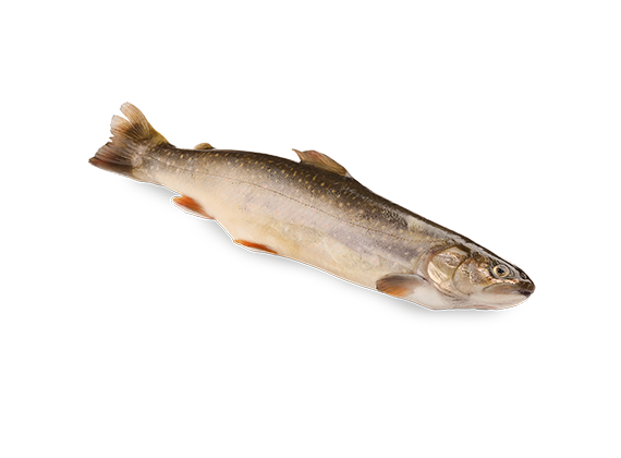 Artikelbild Saibling 7387