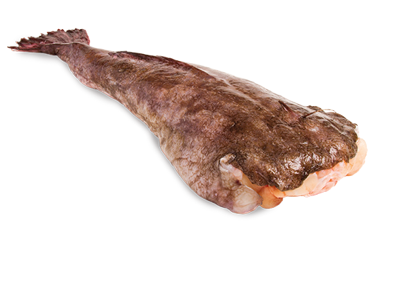 Artikelbild Seeteufel 7420