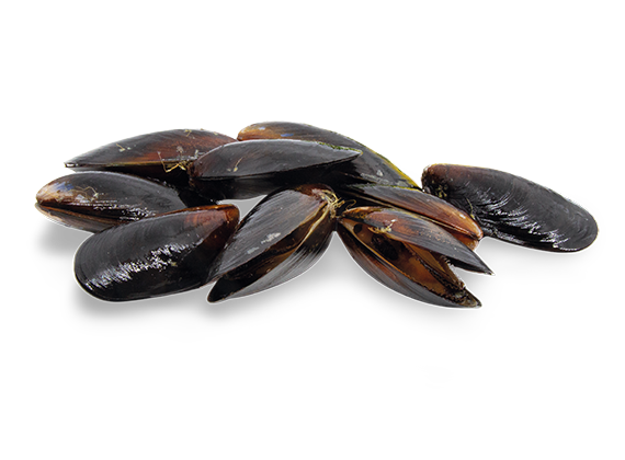 Artikelbild Miesmuscheln 7707