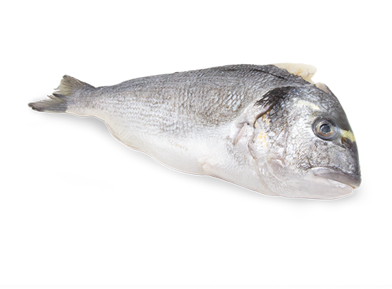 Artikelbild Goldbrasse 7716