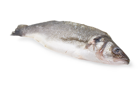 Artikelbild Wolfsbarsch 7717