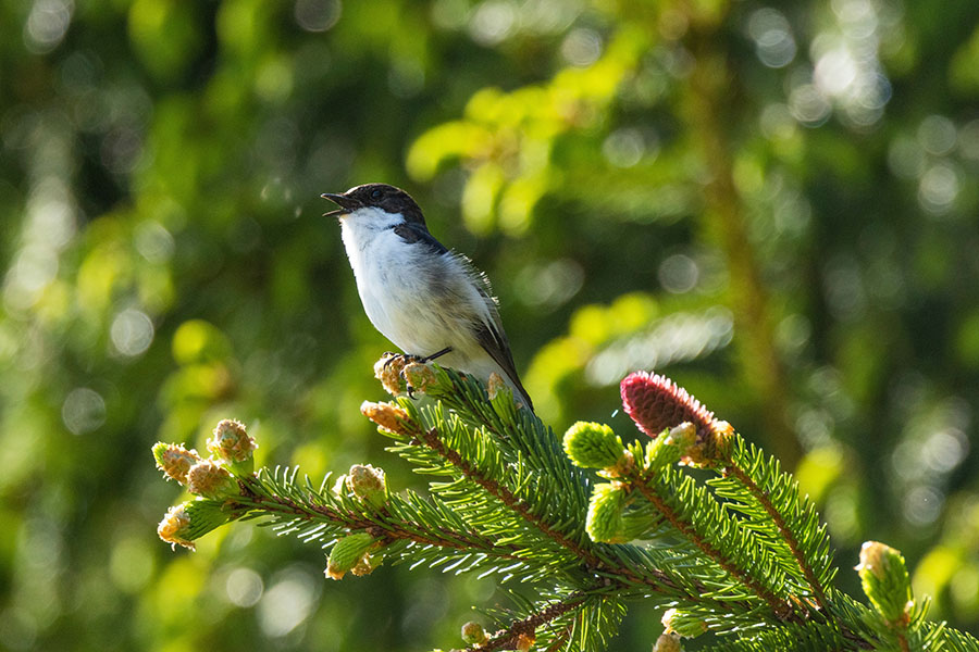 Vogel auf Baumast